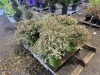 Vanilla Brandy Abelia, Qty. 5 - 3