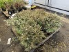 Vanilla Brandy Abelia, Qty. 5 - 4