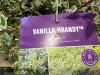 Vanilla Brandy Abelia, Qty. 5 - 5
