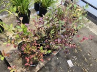 Purple Leaf Blueberry, Qty. 10