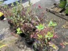 Purple Leaf Blueberry, Qty. 10 - 2