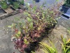 Purple Leaf Blueberry, Qty. 10 - 3