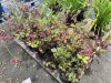 Purple Leaf Blueberry, Qty. 10 - 4