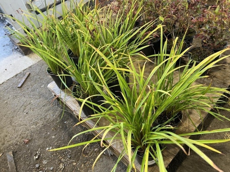 Daylilly, Qty. 6