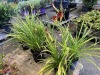 Daylilly, Qty. 6 - 3