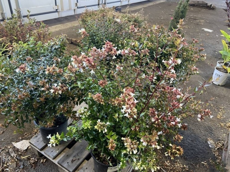 Edward Goucher Abelia, Qty. 4