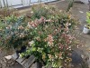 Edward Goucher Abelia, Qty. 4