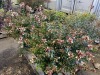 Edward Goucher Abelia, Qty. 4 - 4