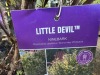 Little Devil Ninebark, Qty. 4 - 5