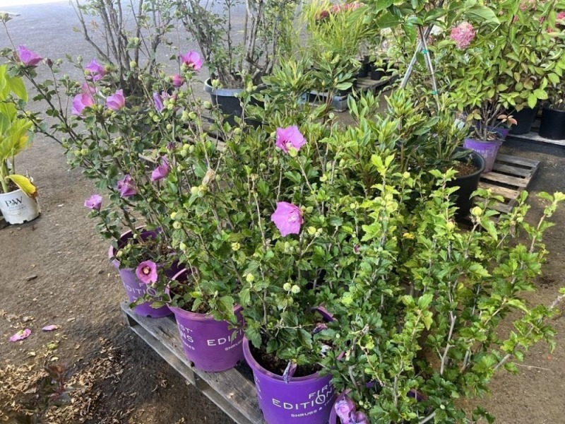 Purple Hibiscus, Qty. 4