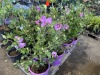 Purple Hibiscus, Qty. 4 - 2