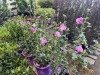 Purple Hibiscus, Qty. 4 - 3
