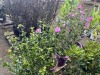 Purple Hibiscus, Qty. 4 - 4