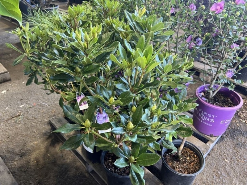 Purple Rhododendron, Qty. 6