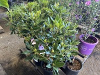 Purple Rhododendron, Qty. 6