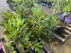 Purple Rhododendron, Qty. 6 - 3