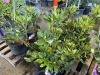 Purple Rhododendron, Qty. 6 - 4