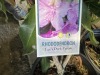 Purple Rhododendron, Qty. 6 - 5