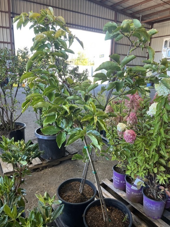 Fuyu Persimmon, Qty. 2