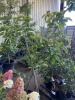 Fuyu Persimmon, Qty. 2 - 3