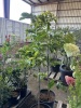 Fuyu Persimmon, Qty. 2 - 4