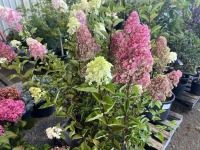 Berry White Hydrangea, Qty. 6