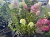 Berry White Hydrangea, Qty. 6 - 2