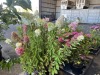 Berry White Hydrangea, Qty. 6 - 3