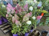 Berry White Hydrangea, Qty. 6 - 4