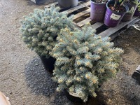 Low Graft Colorado Spruce, Qty. 2