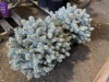Low Graft Colorado Spruce, Qty. 2 - 2