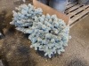 Low Graft Colorado Spruce, Qty. 2 - 3