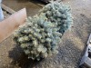 Low Graft Colorado Spruce, Qty. 2 - 4