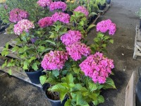 Hydrangea, Qty. 6