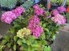 Hydrangea, Qty. 6 - 2
