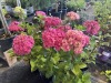 Hydrangea, Qty. 6 - 3