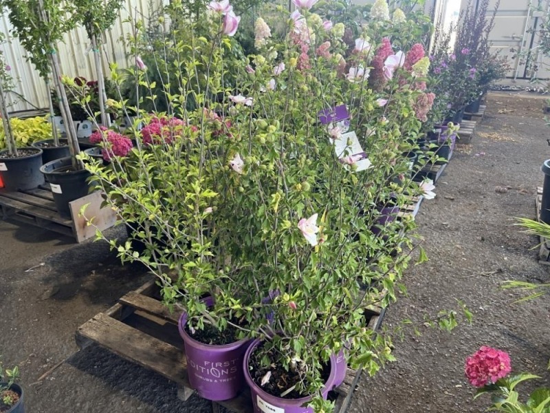 Fiji Hibiscus, Qty. 4