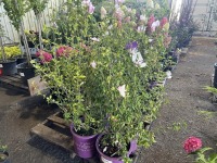 Fiji Hibiscus, Qty. 4