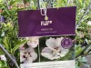 Fiji Hibiscus, Qty. 4 - 5
