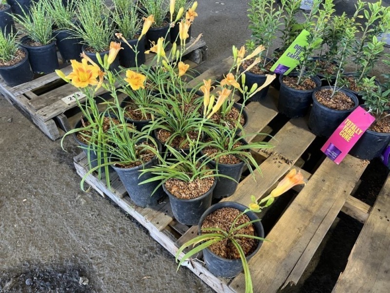 Stella Day Oro Daylily, Qty. 10