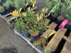 Stella Day Oro Daylily, Qty. 10