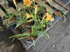Stella Day Oro Daylily, Qty. 10 - 2