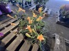 Stella Day Oro Daylily, Qty. 10 - 3