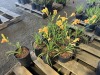 Stella Day Oro Daylily, Qty. 10 - 4
