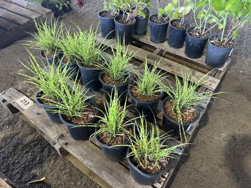 Ornamental Grass, Qty. 10