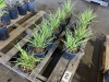 Ornamental Grass, Qty. 10 - 2