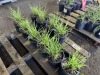 Ornamental Grass, Qty. 10 - 3