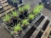 Ornamental Grass, Qty. 10 - 4