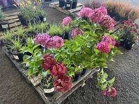 Hydrangea, Qty. 8