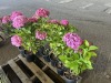 Hydrangea, Qty. 8 - 2